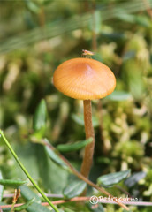 Galerina tibiicystis