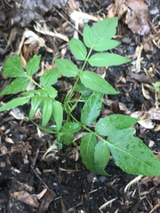 Ailanthus