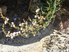 Linaria nivea