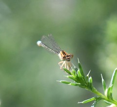 Ischnura denticollis