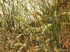 Cytisus oromediterraneus