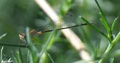Ischnura denticollis