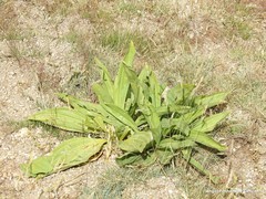 Gentiana lutea