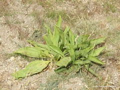 Gentiana lutea