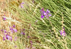 Linaria elegans
