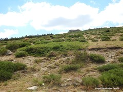Cytisus oromediterraneus
