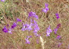 Linaria elegans