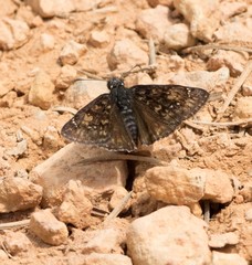 Erynnis pacuvius