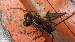 Mastigoproctus cinteotl