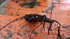 Mastigoproctus cinteotl