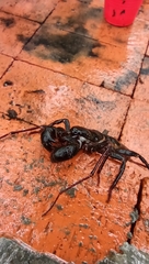 Mastigoproctus cinteotl