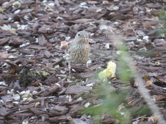 Haemorhous mexicanus