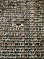 Anolis sagrei
