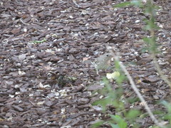 Haemorhous mexicanus