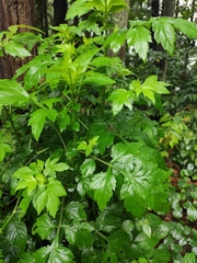 Artemisia lactiflora