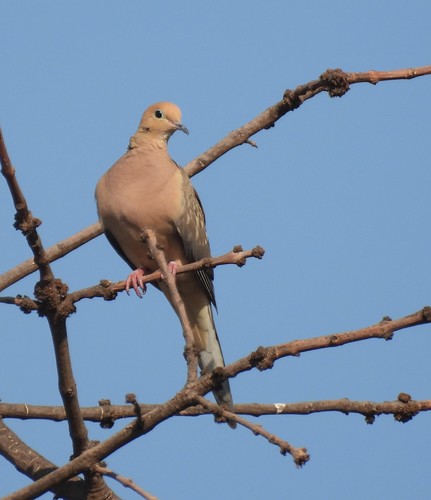 photo of Mourning Dove (Zenaida macroura)