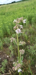 Mirabilis hirsuta