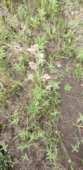 Mirabilis hirsuta