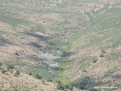 Cytisus oromediterraneus