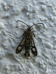 Chamaesphecia empiformis