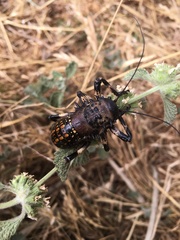 Eugaster