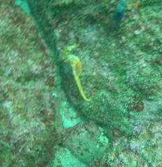 Hippocampus ingens