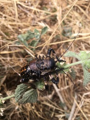 Eugaster