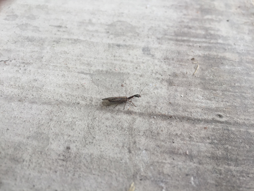 Agulla bicolor