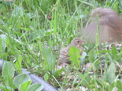 Haemorhous mexicanus