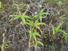 Dicranopteris linearis linearis