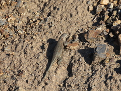 Sceloporus graciosus gracilis