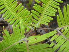 Dicranopteris linearis linearis