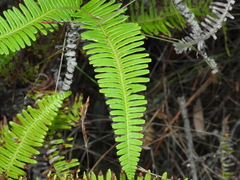 Dicranopteris linearis linearis