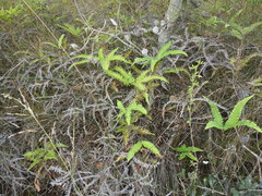 Dicranopteris linearis linearis