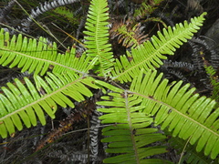 Dicranopteris linearis linearis