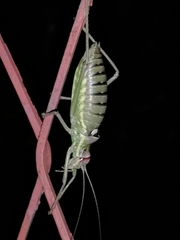 Ephippiger discoidalis