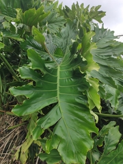 Thaumatophyllum bipinnatifidum