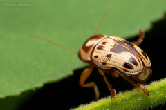 Cryptocephalus mutabilis