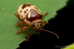 Cryptocephalus mutabilis