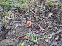 Cortinarius austrocinnabarinus