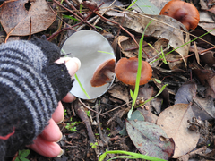 Cortinarius austrocinnabarinus