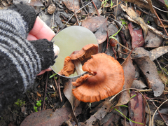 Cortinarius austrocinnabarinus