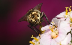 Miltogramma punctata