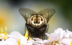 Miltogramma punctata