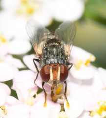 Miltogramma punctata