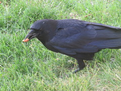 Corvus brachyrhynchos