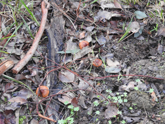 Cortinarius austrocinnabarinus