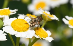 Miltogramma punctata
