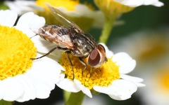 Miltogramma punctata