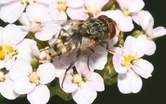 Miltogramma punctata